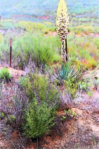 sage and yucca atop Viejas Mountain in Alpine by Nina Gould